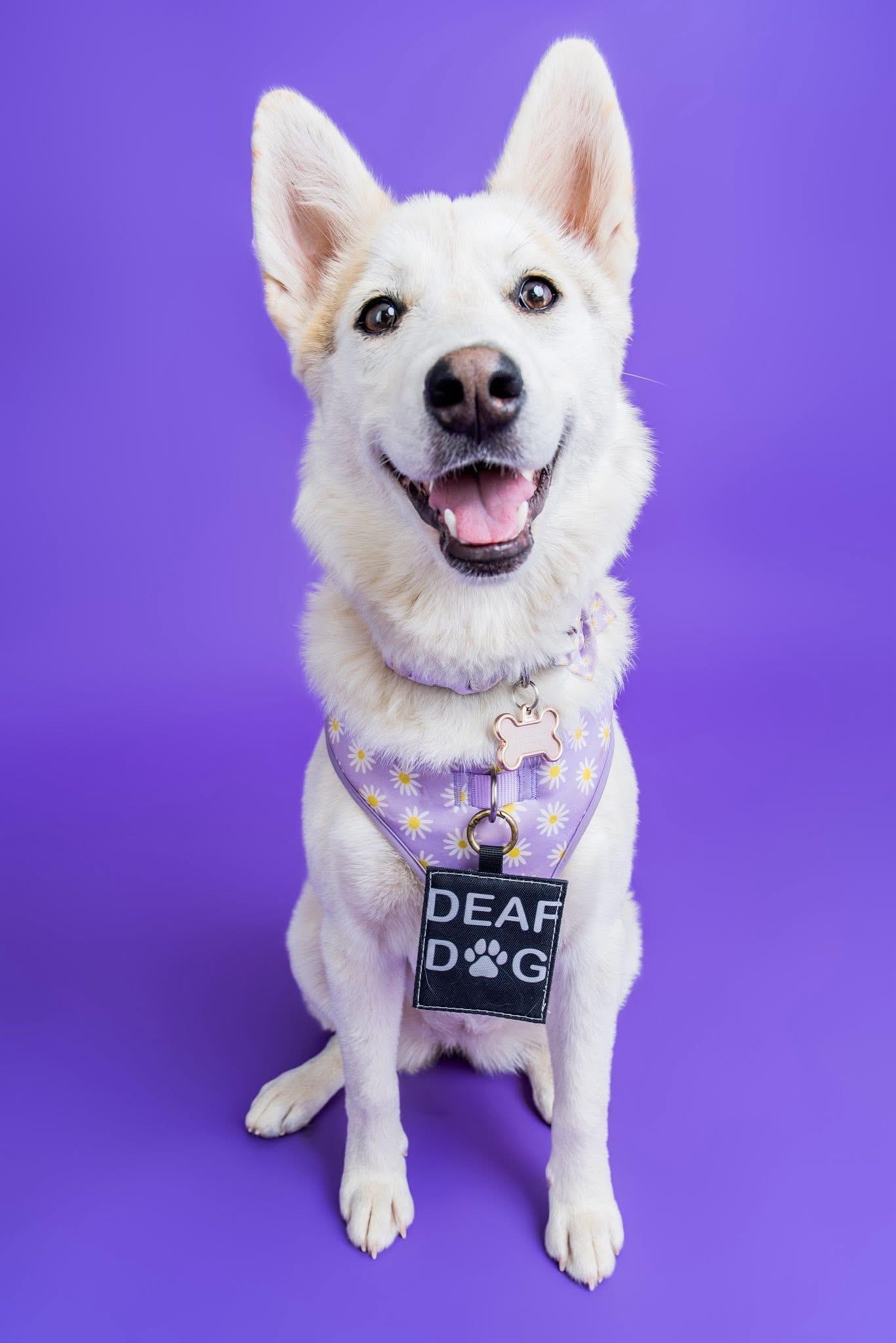 Xena, a Adoptable mixed breed in Scottsdale, AZ image 1/6