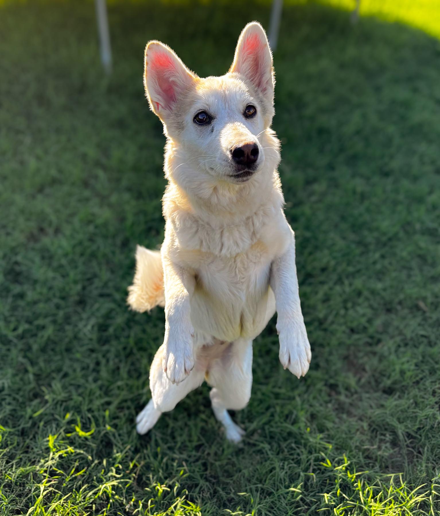 Xena, a Adoptable mixed breed in Scottsdale, AZ image 5/6