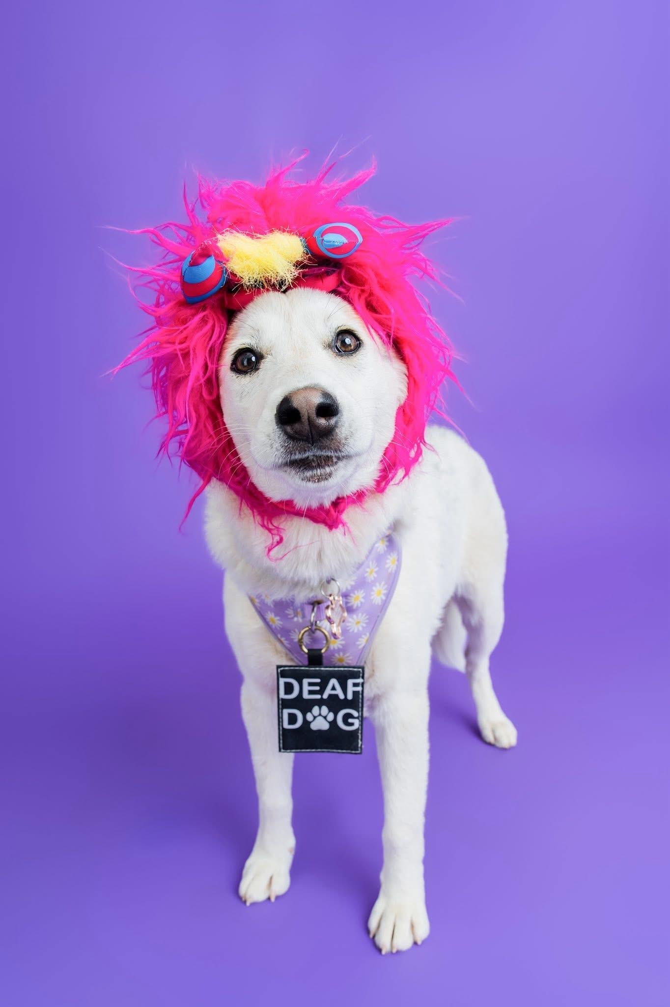 Xena, a Adoptable mixed breed in Scottsdale, AZ image 2/6