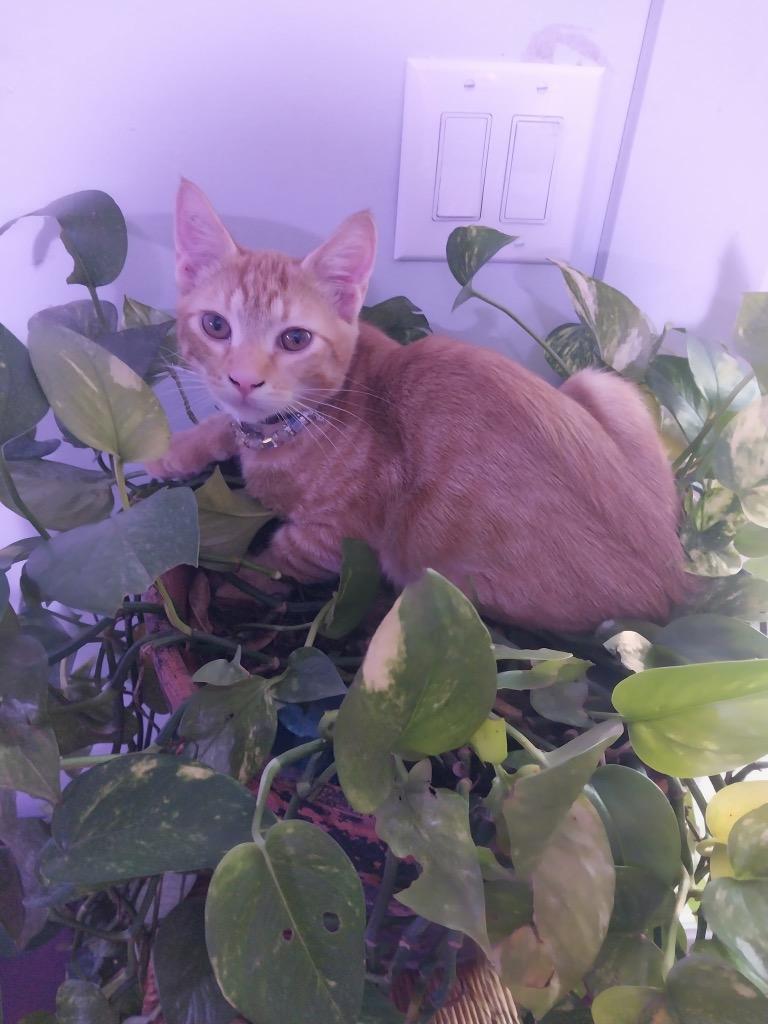 Cheddar, Adoptable, Kitten Male Domestic Short Hair.