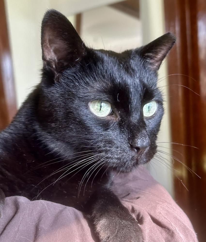 Olive — thumbnail 2