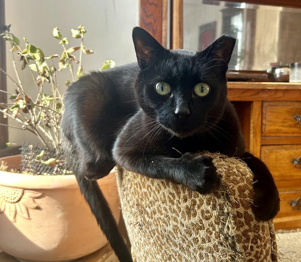 Olive — thumbnail 3