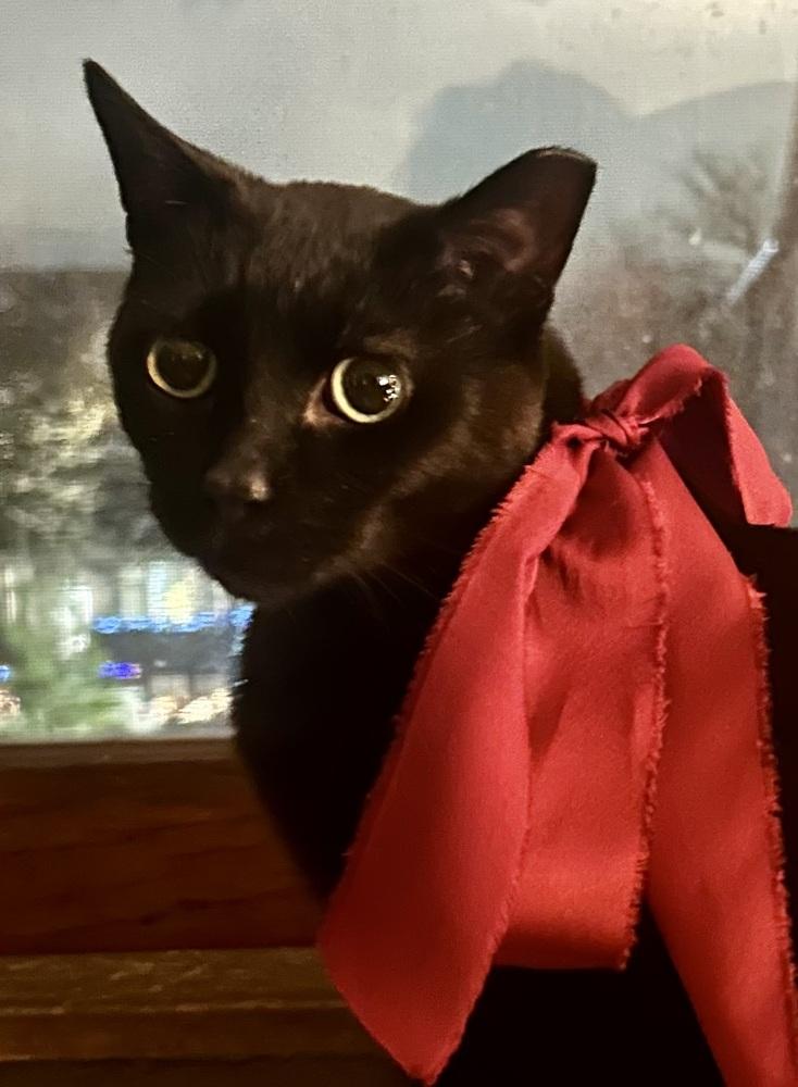 Olive — thumbnail 4