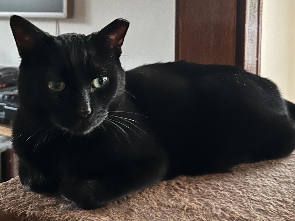 Olive — thumbnail 5