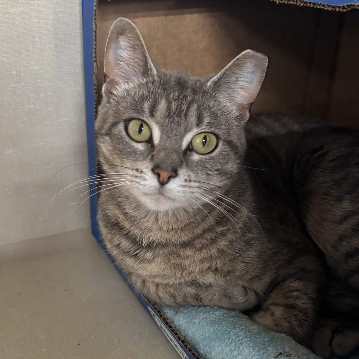 Enlarge Jenny, a Adopted Domestic Short Hair in Grand Rapids, MI image 4/6
