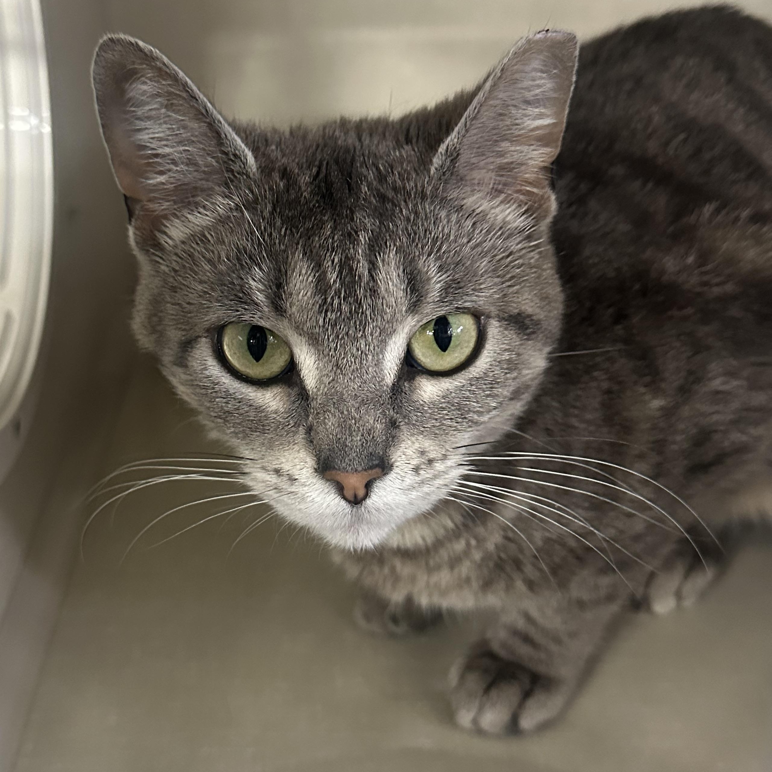 Enlarge Jenny, a Adopted Domestic Short Hair in Grand Rapids, MI image 5/6
