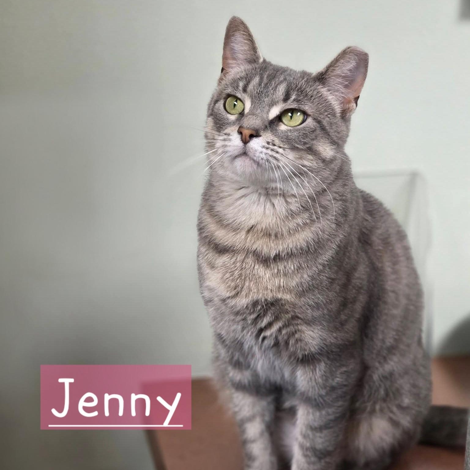 Jenny, Adopted, Young Female Domestic Short Hair.
