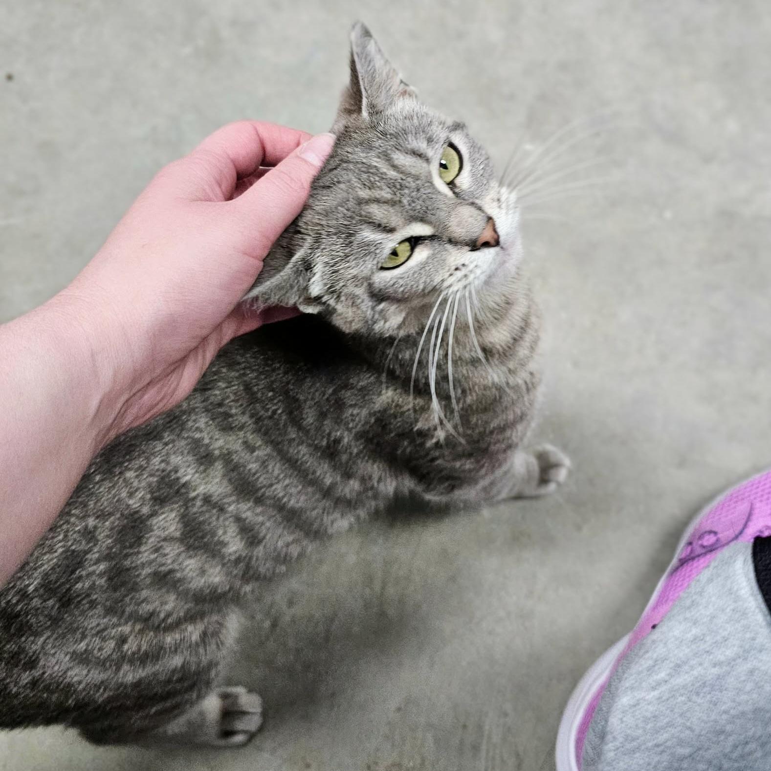 Enlarge Jenny, a Adopted Domestic Short Hair in Grand Rapids, MI image 6/6