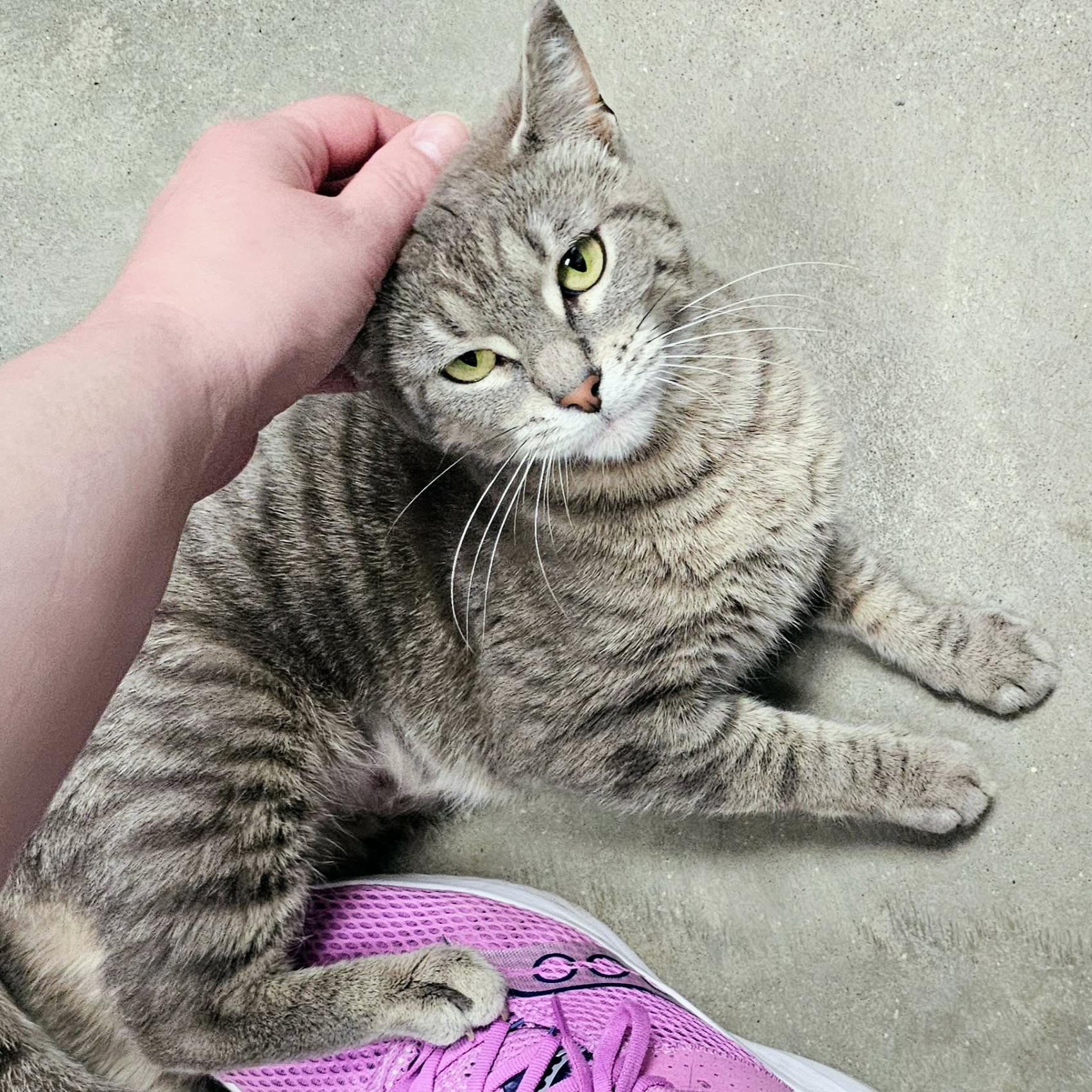 Enlarge Jenny, a Adopted Domestic Short Hair in Grand Rapids, MI image 3/6