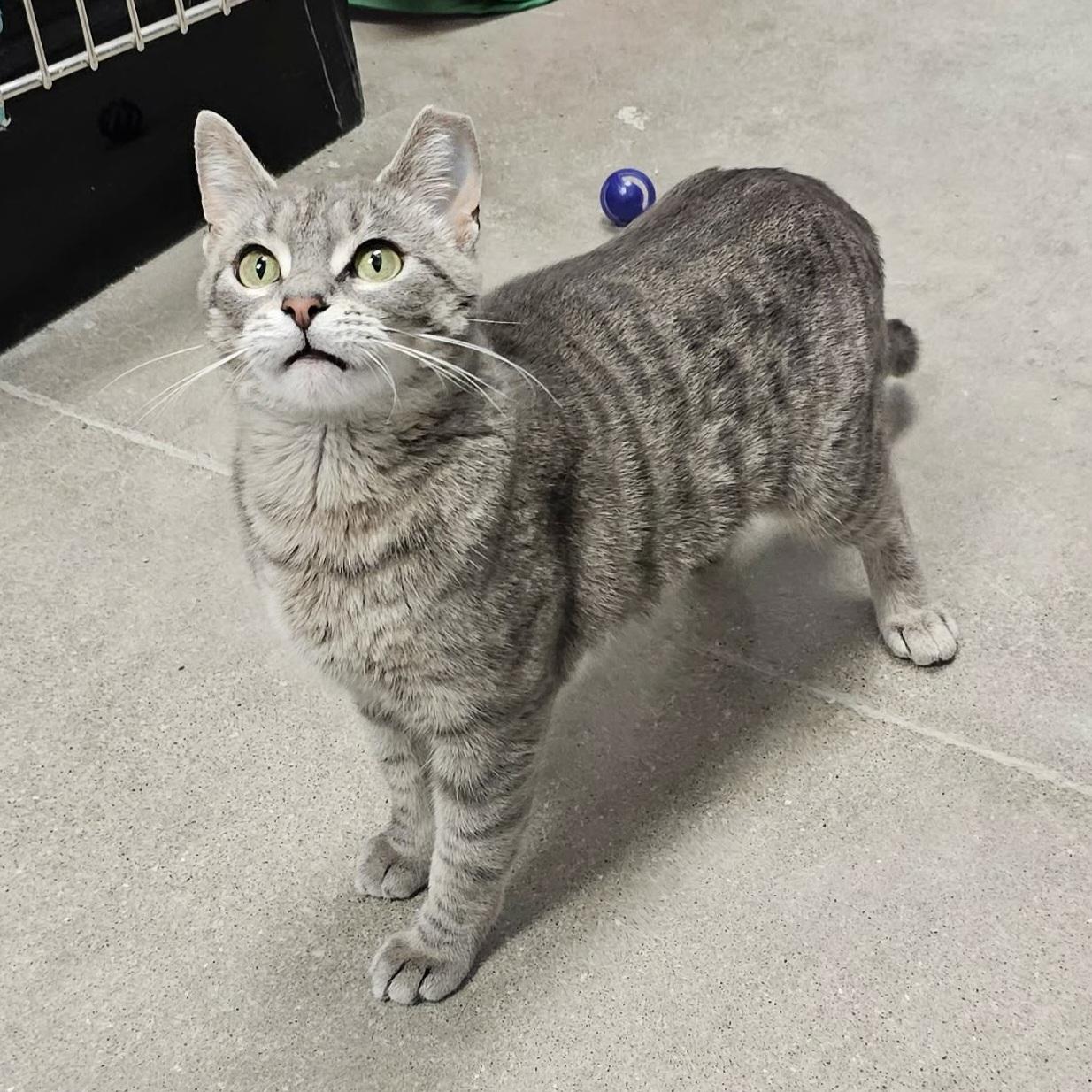 Enlarge Jenny, a Adopted Domestic Short Hair in Grand Rapids, MI image 2/6