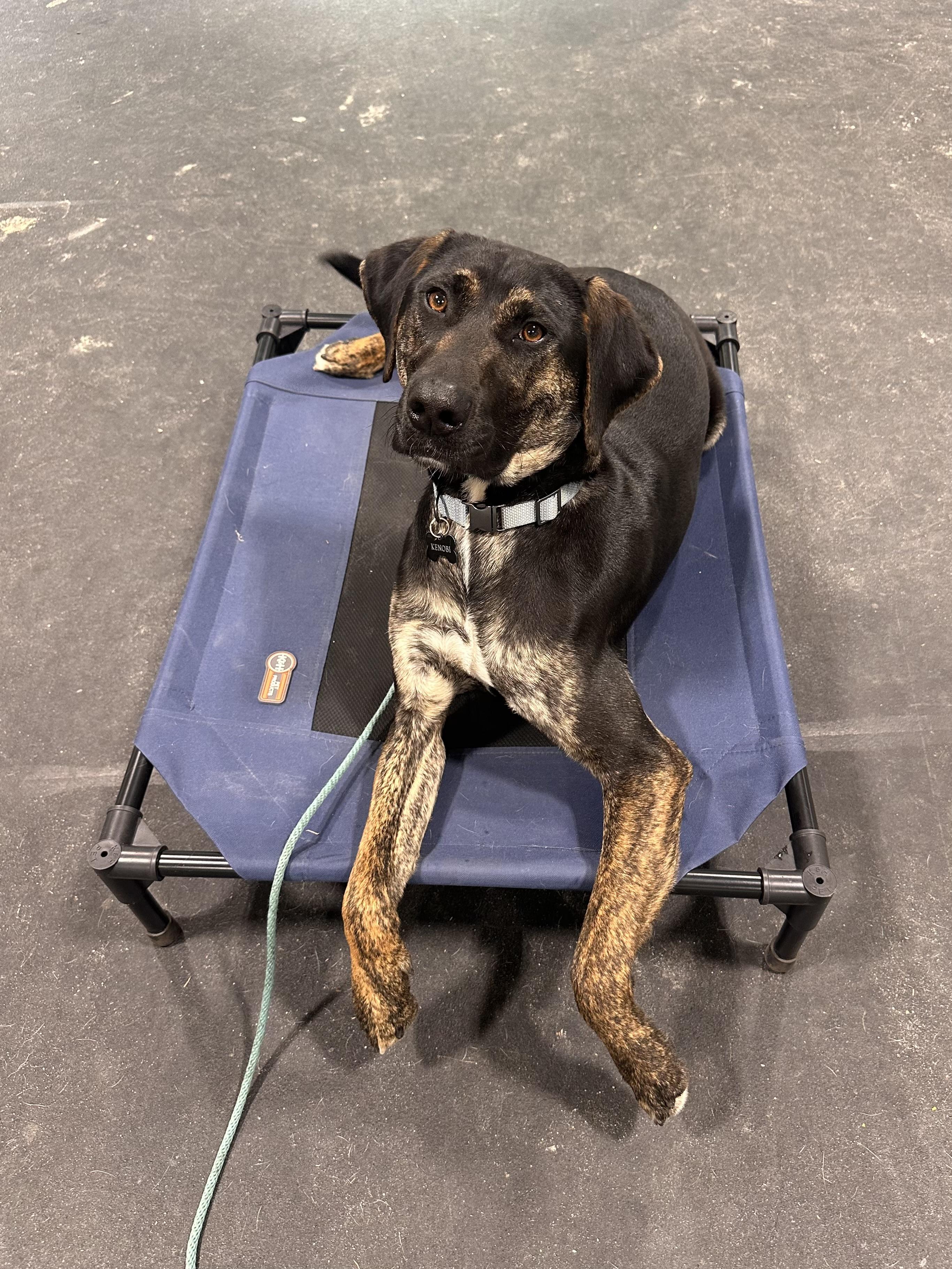 KENOBI, a ADOPTABLE mixed breed in Media, PA image 3/6