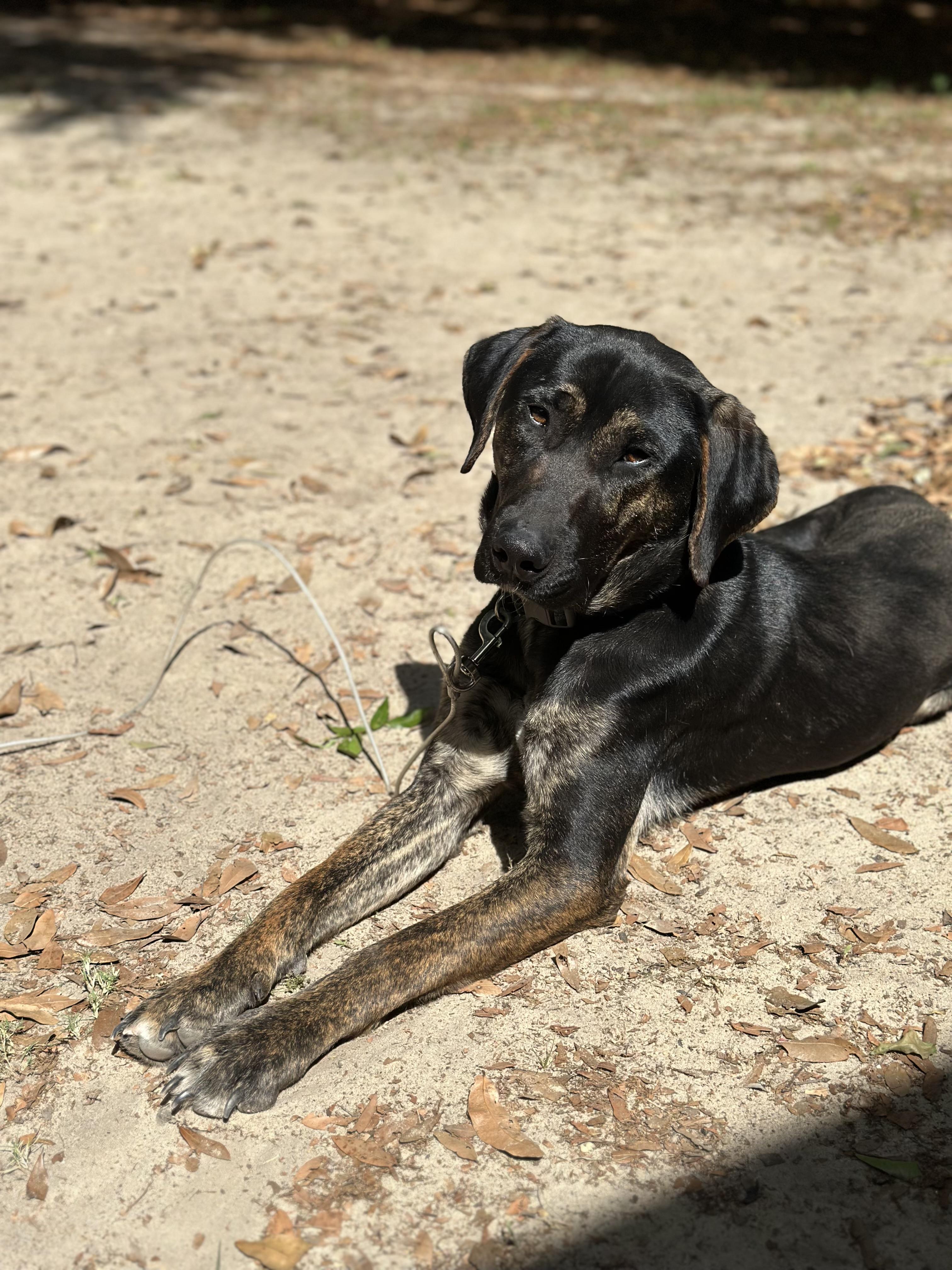 KENOBI, a ADOPTABLE mixed breed in Media, PA image 2/6