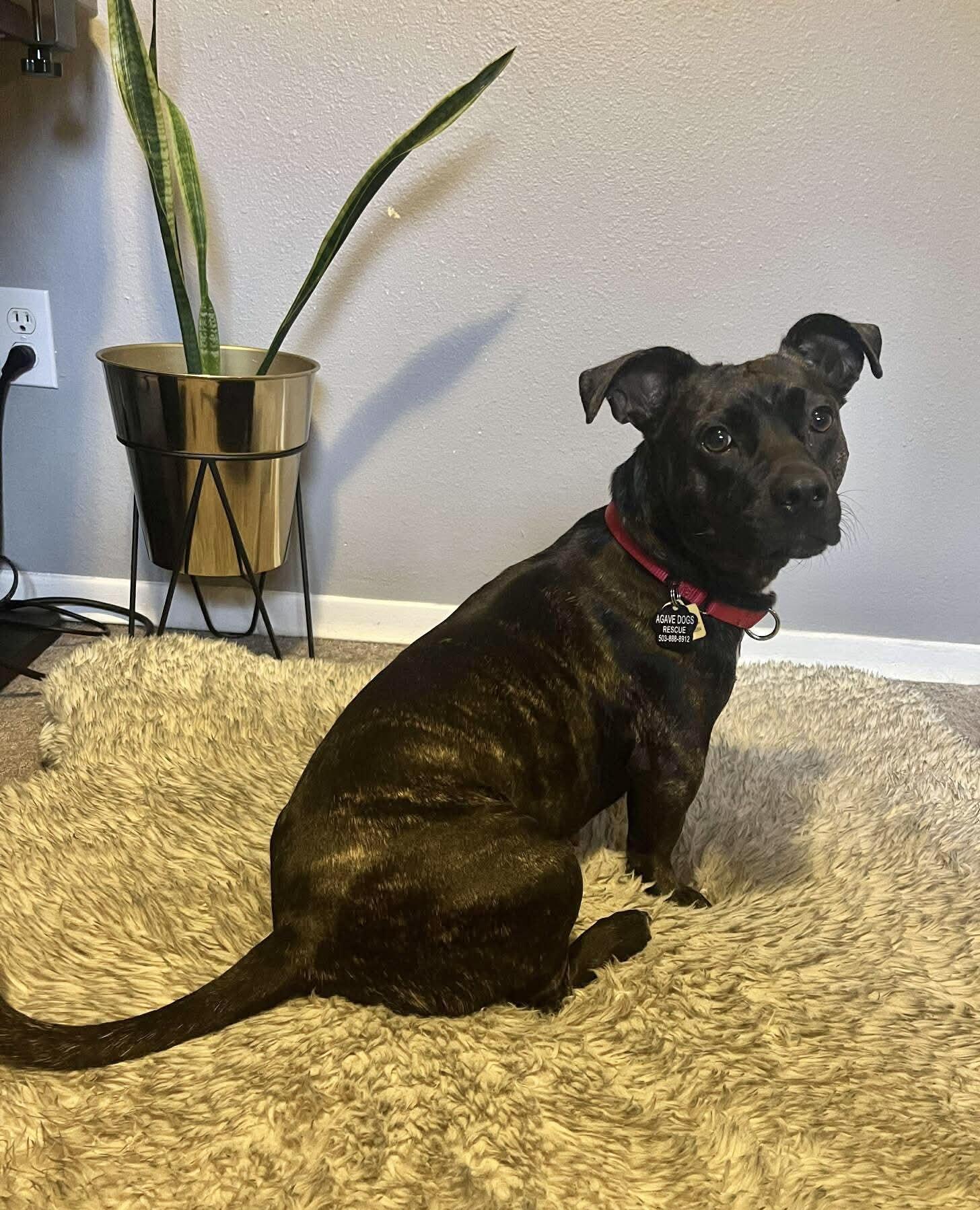 Enlarge Penny, a ADOPTABLE mixed breed in Beavercreek, OR image 4/6