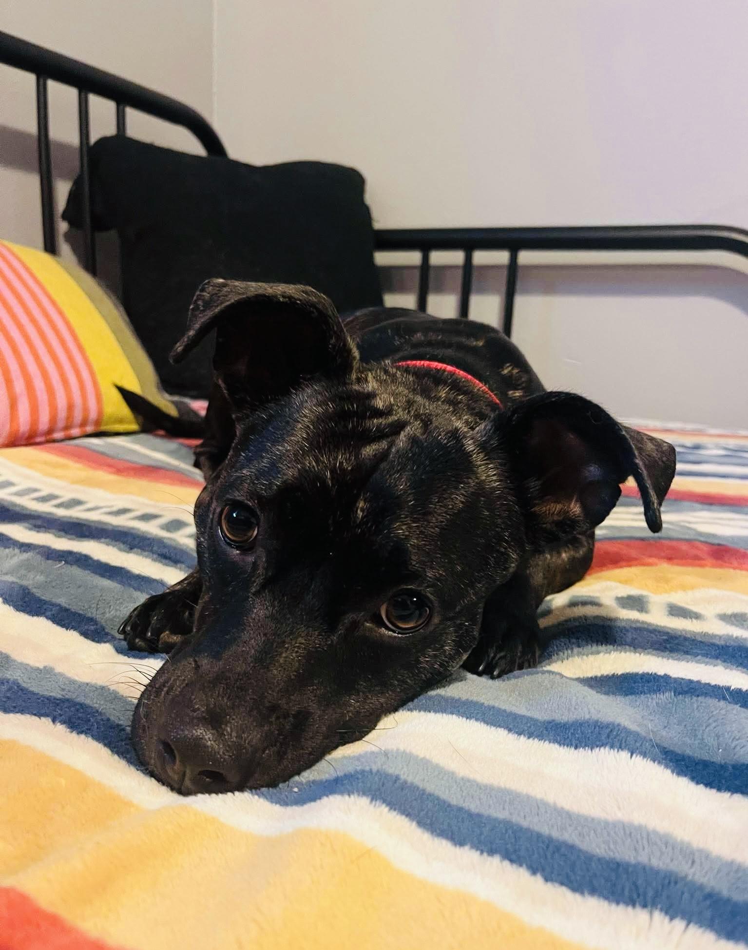 Enlarge Penny, a ADOPTABLE mixed breed in Beavercreek, OR image 2/6