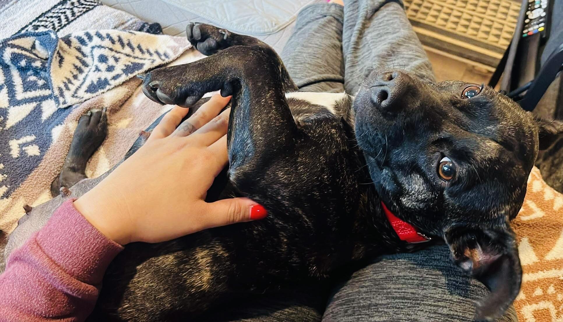 Enlarge Penny, a ADOPTABLE mixed breed in Beavercreek, OR image 5/6