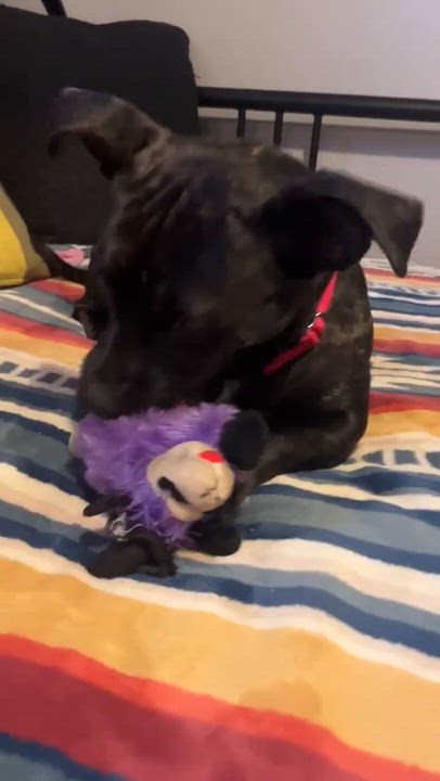 Enlarge Penny, a ADOPTABLE mixed breed in Beavercreek, OR video 6/6