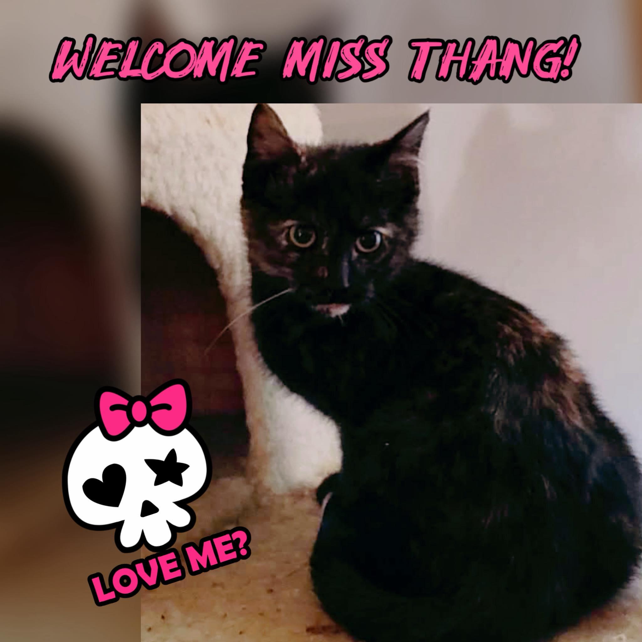 Miss Thang, ADOPTABLE, Kitten Female Tortoiseshell.