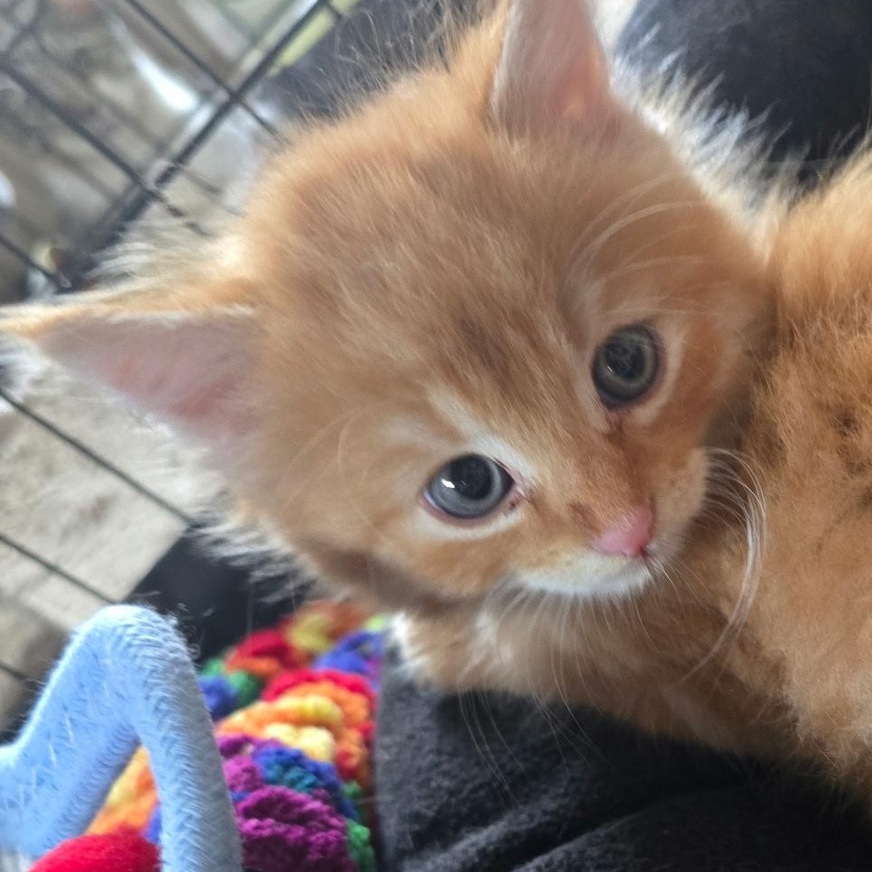 Enlarge Mango, a Adoptable Domestic Medium Hair in Sauk City, WI image 2/3