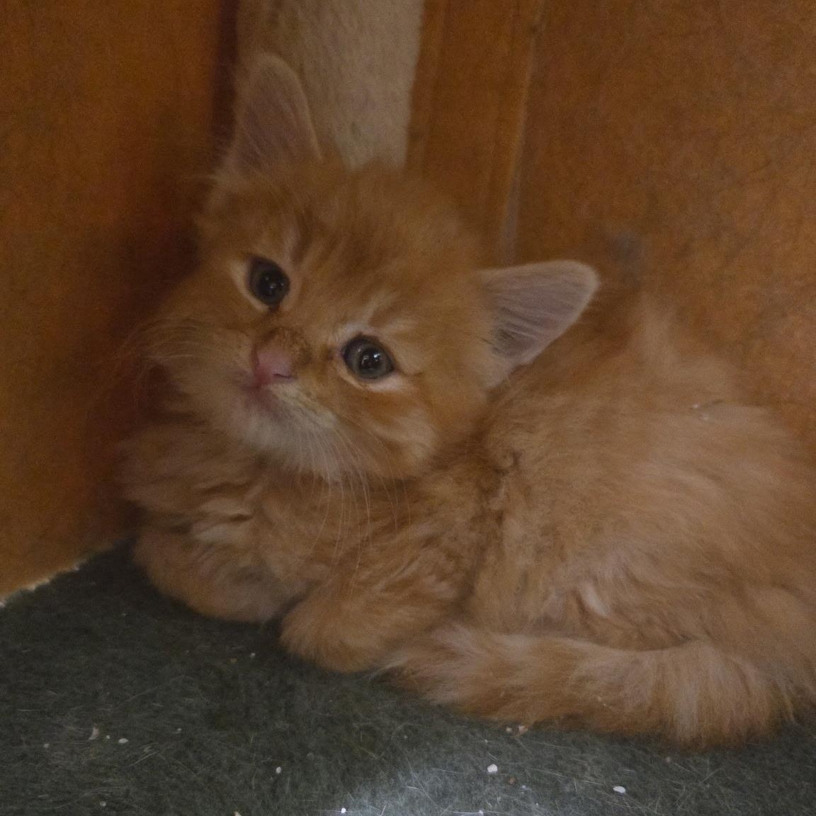Mango, Adoptable, Kitten Male Domestic Medium Hair.