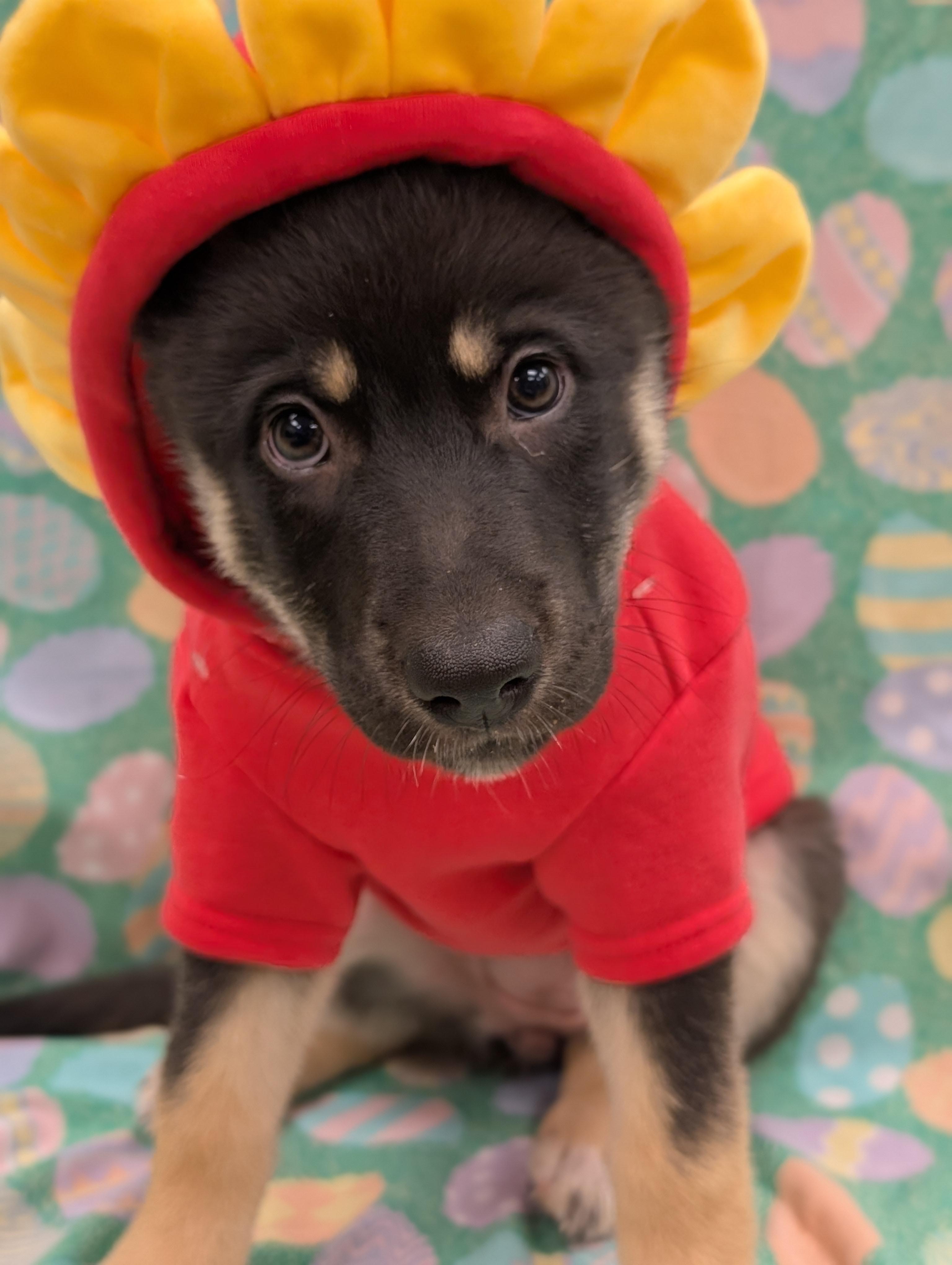 Gipley *In Foster Home*, ADOPTABLE, Puppy Female German Shepherd Dog & Husky.