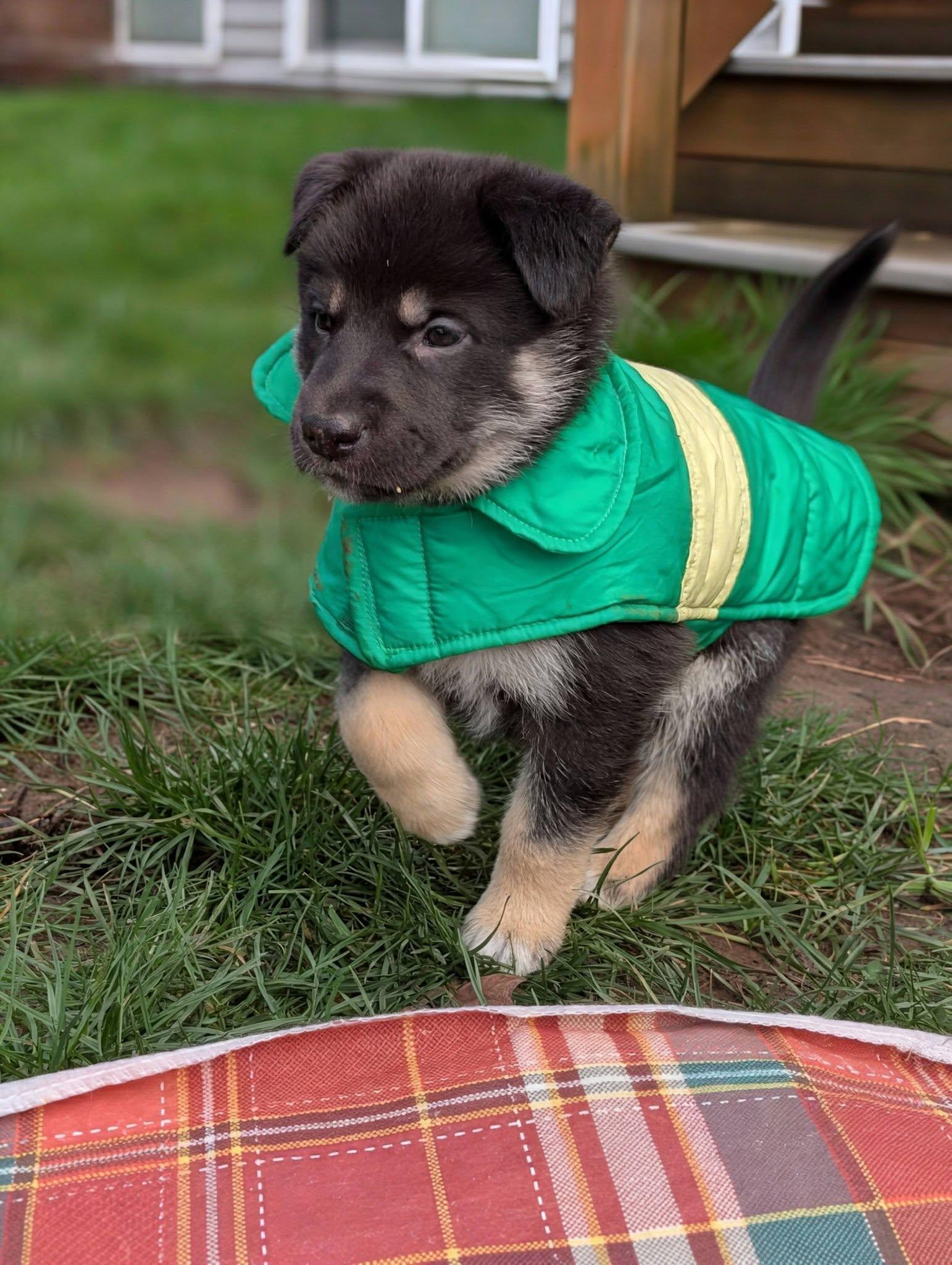 Gipley *In Foster Home*, a ADOPTABLE mixed breed in Bellingham, WA image 2/6