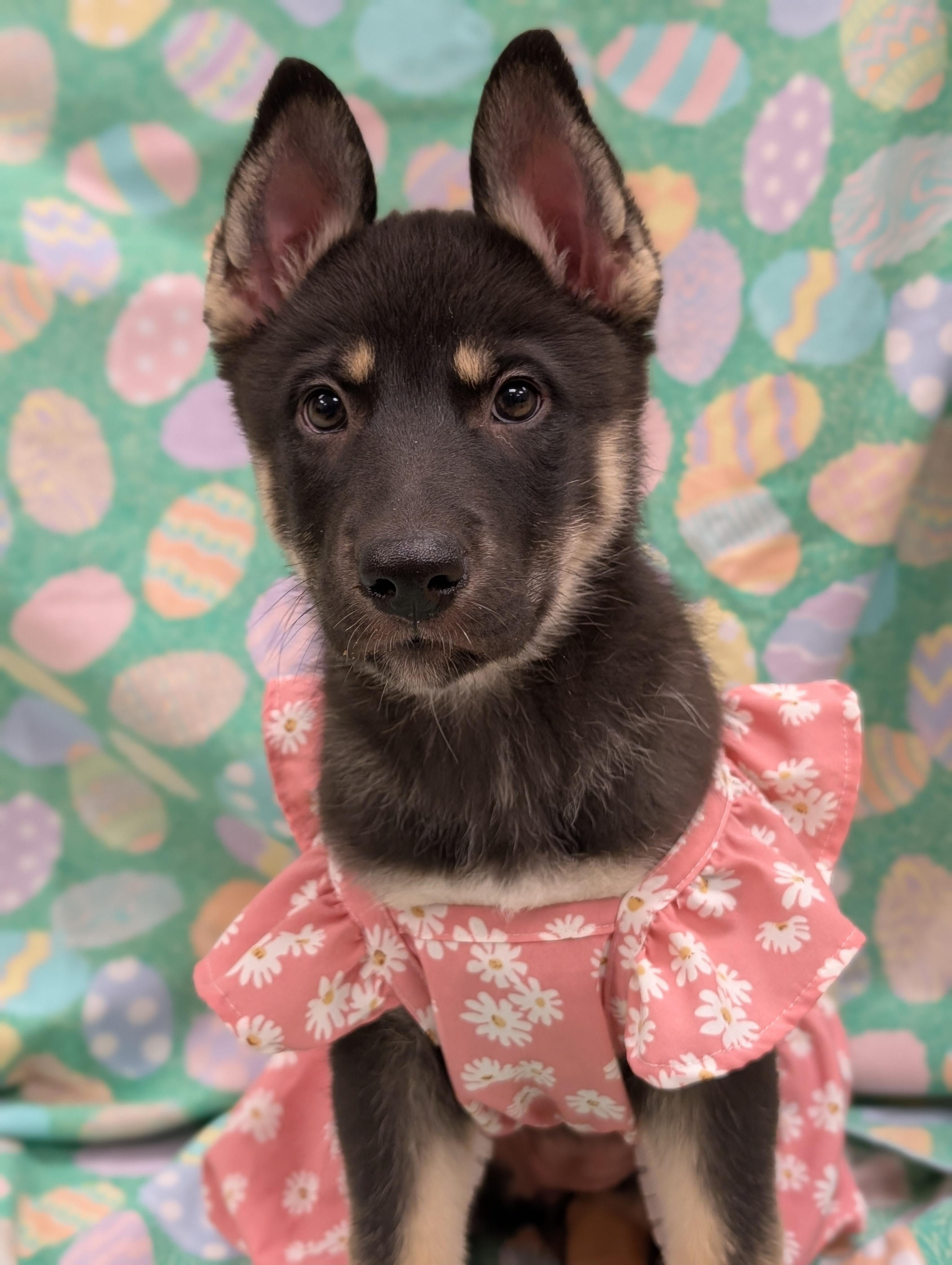 Enlarge Gipley *In Foster Home*, a ADOPTABLE mixed breed in Bellingham, WA image 2/5