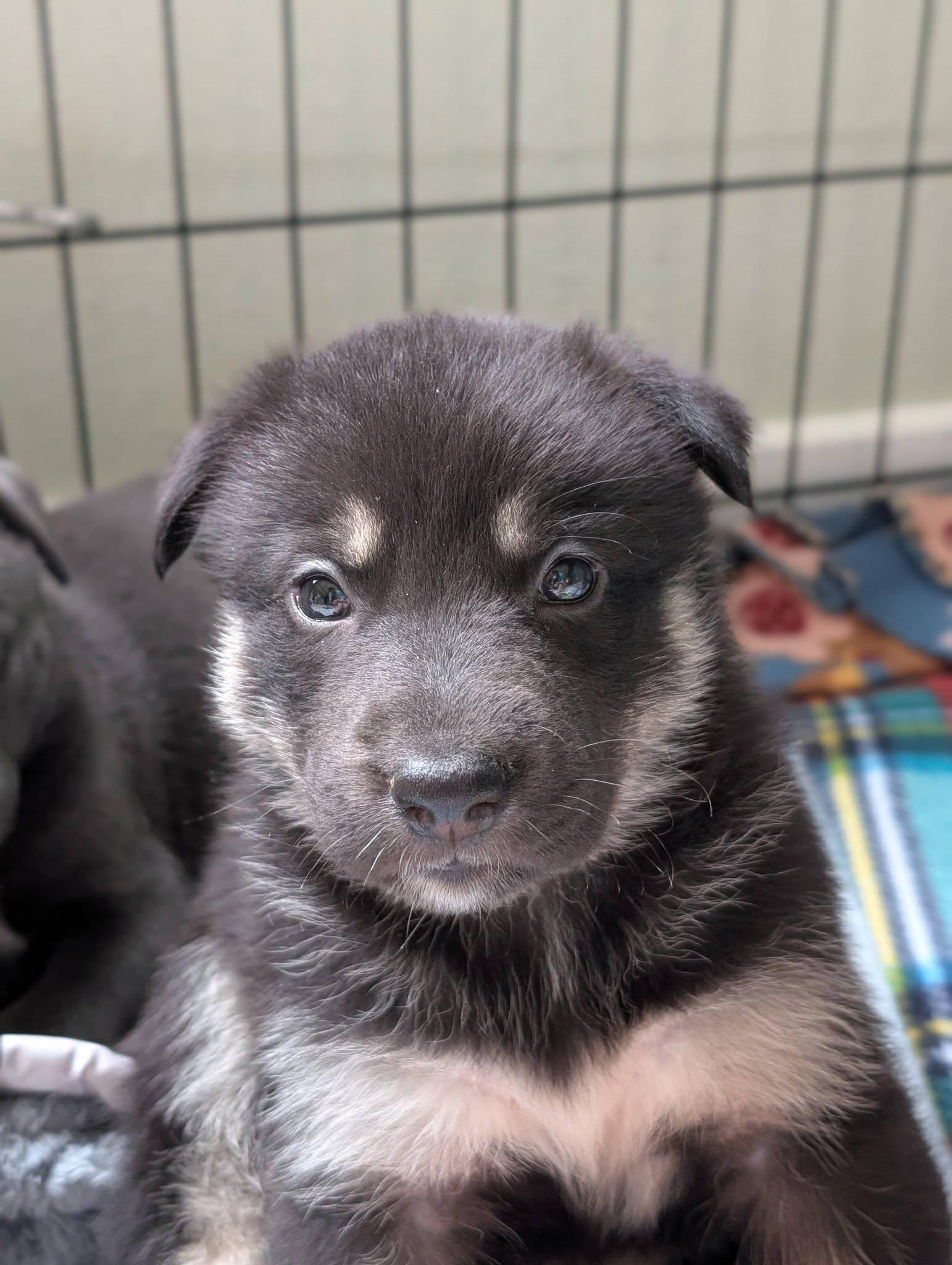 Gipley *In Foster Home*, a ADOPTABLE mixed breed in Bellingham, WA image 4/6