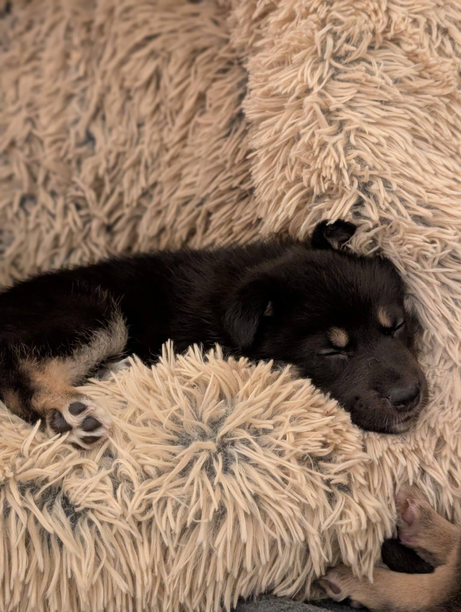 Gipley *In Foster Home*, a ADOPTABLE mixed breed in Bellingham, WA image 5/6