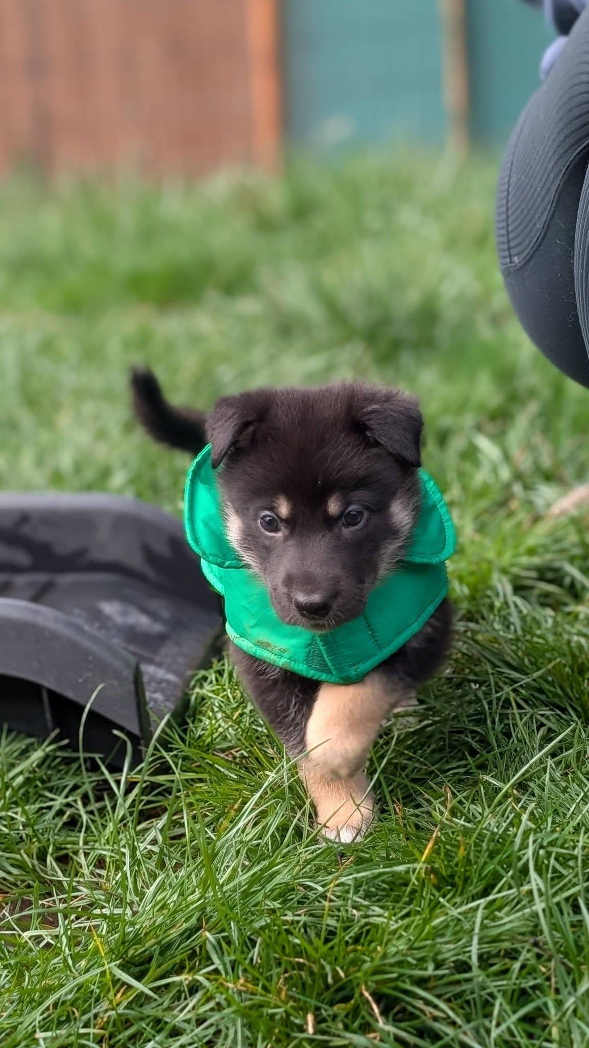 Gipley *In Foster Home*, a ADOPTABLE mixed breed in Bellingham, WA image 6/6