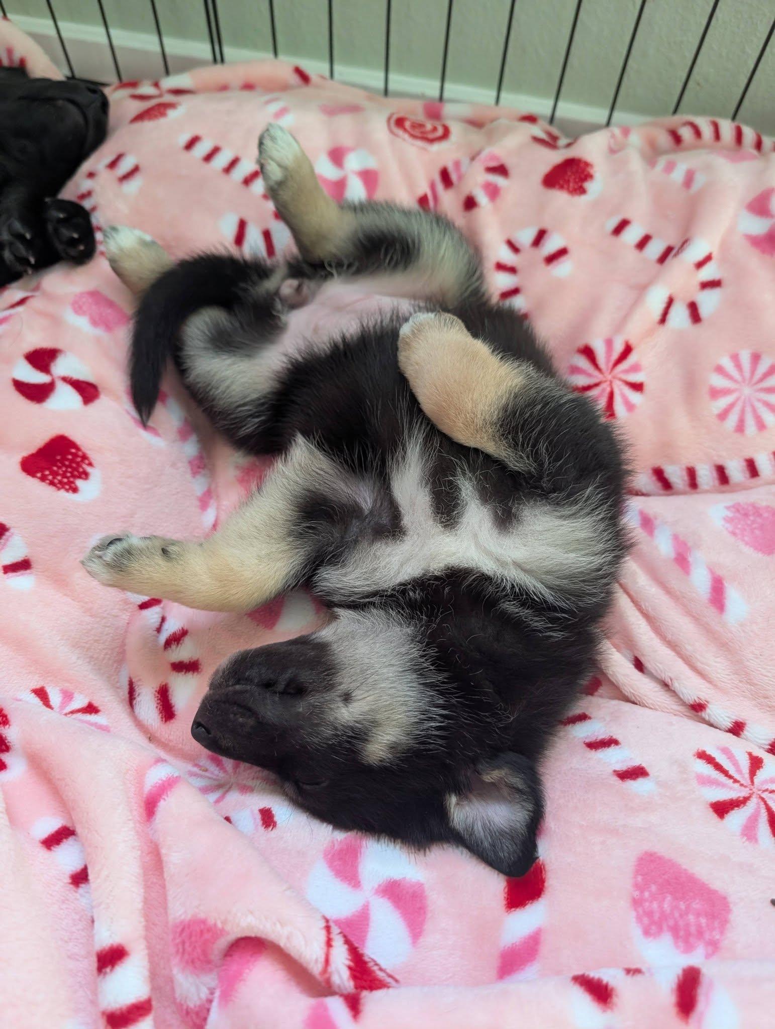 Gipley *In Foster Home*, a ADOPTABLE mixed breed in Bellingham, WA image 3/6