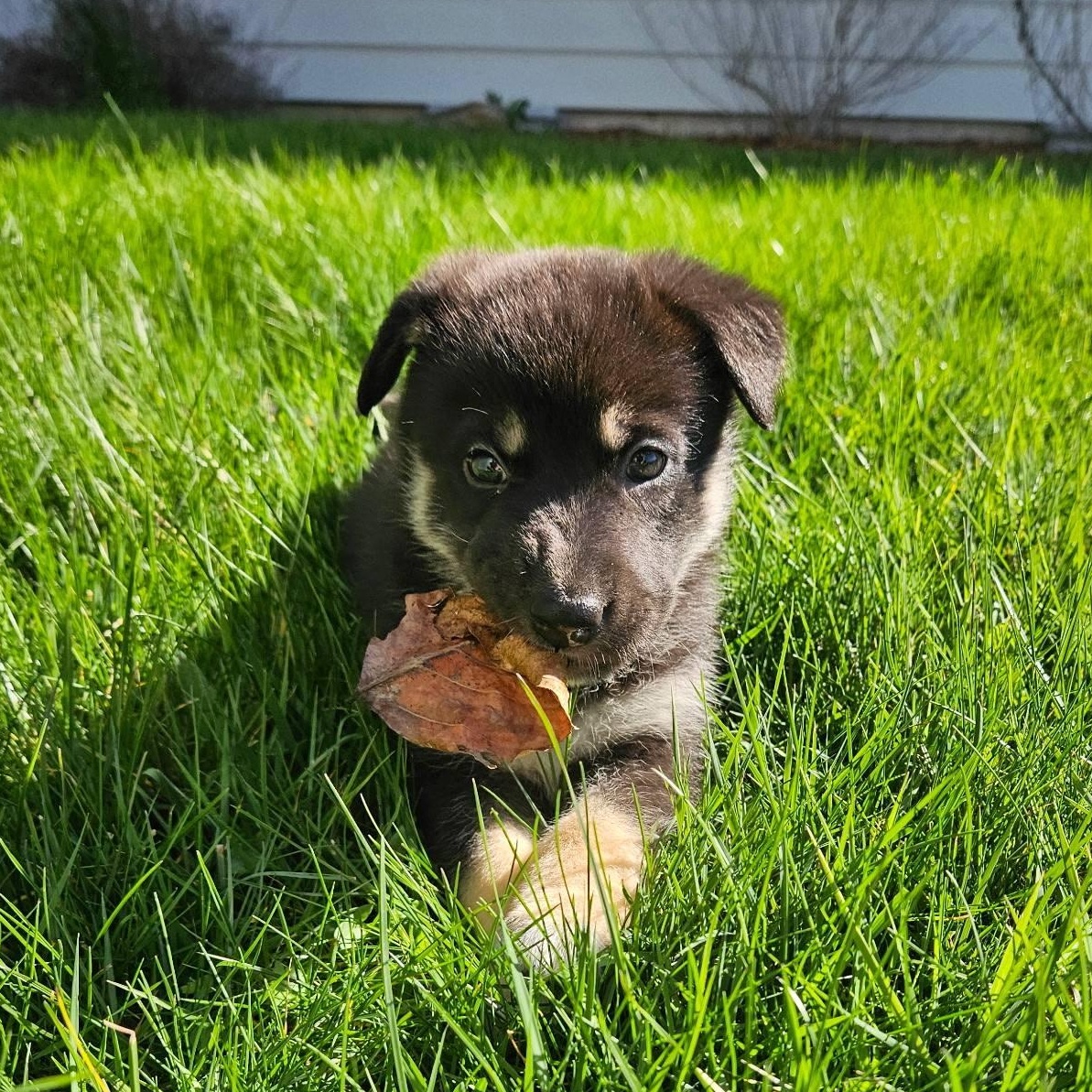Gipley *In Foster Home*, ADOPTABLE, Puppy Female German Shepherd Dog.