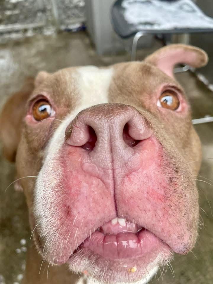 Enlarge Messina, a ADOPTABLE Pit Bull Terrier in Chicago, IL image 2/5