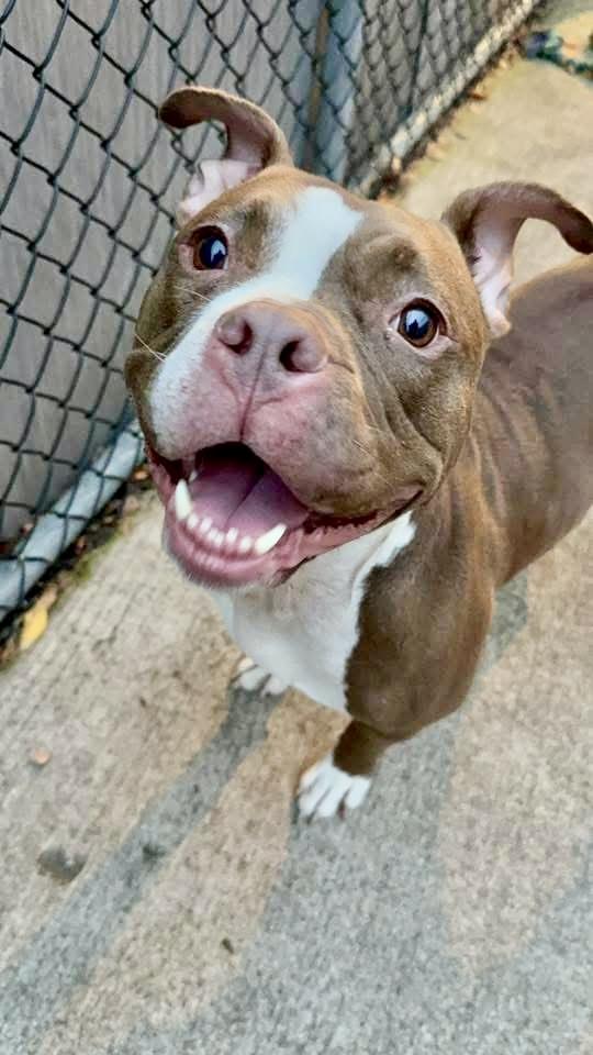 Enlarge Messina, a ADOPTABLE Pit Bull Terrier in Chicago, IL image 3/5