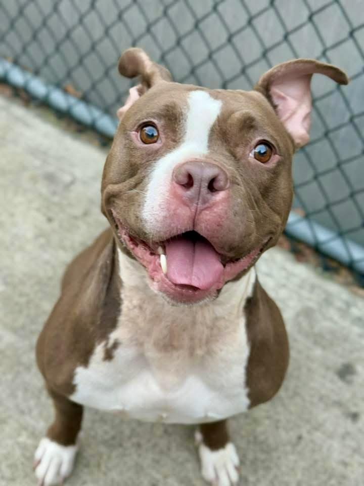 Messina, ADOPTABLE, Adult Male Pit Bull Terrier.