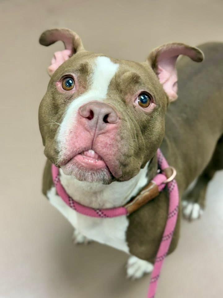 Enlarge Messina, a ADOPTABLE Pit Bull Terrier in Chicago, IL image 4/5