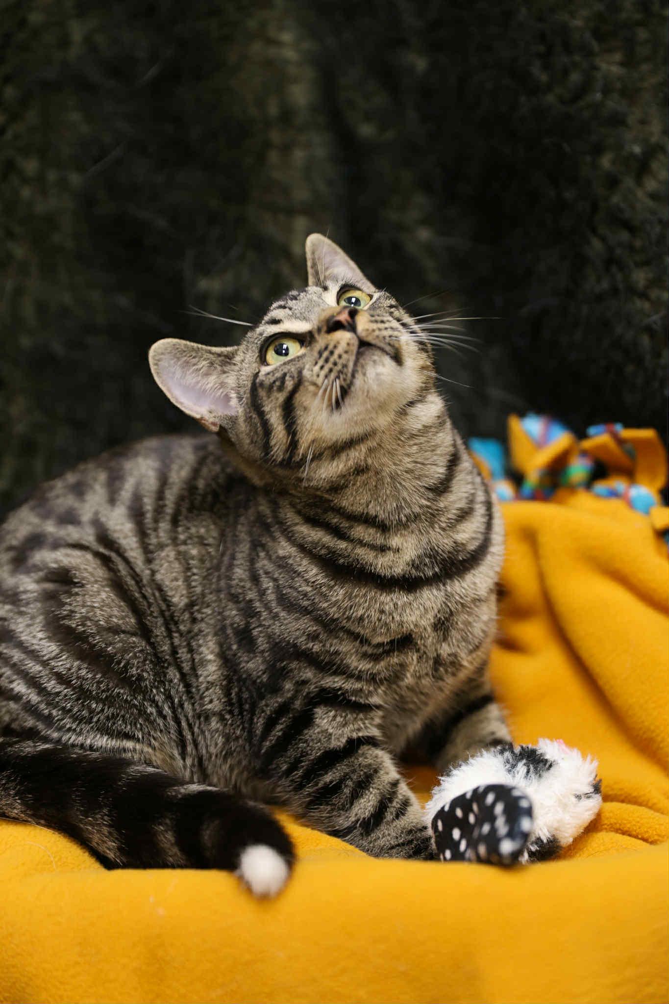 Enlarge Mills and Phillip, a Adoptable Domestic Short Hair in London, ON image 2/6