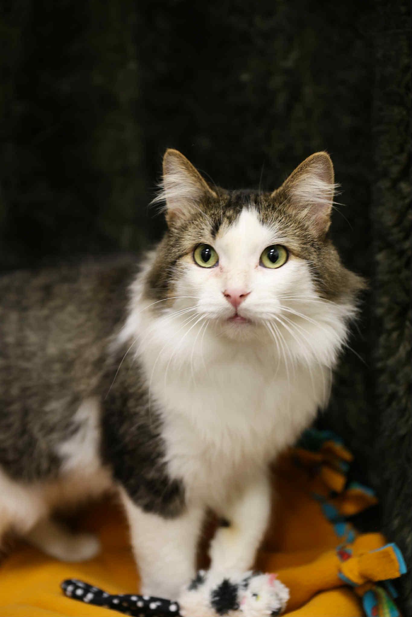 Enlarge Mills and Phillip, a Adoptable Domestic Short Hair in London, ON image 3/6