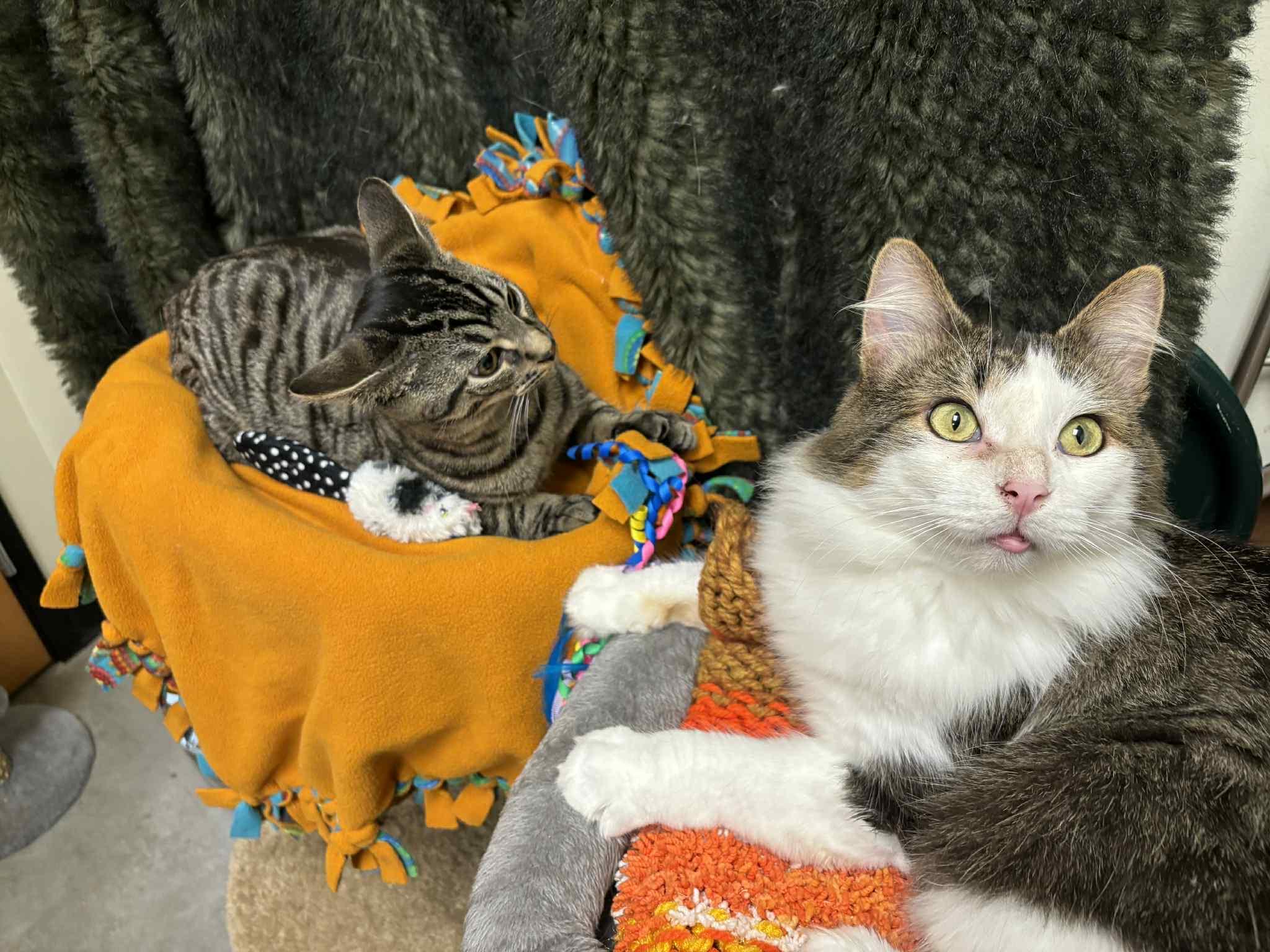 Mills and Phillip, Adoptable, Young Male Domestic Short Hair.