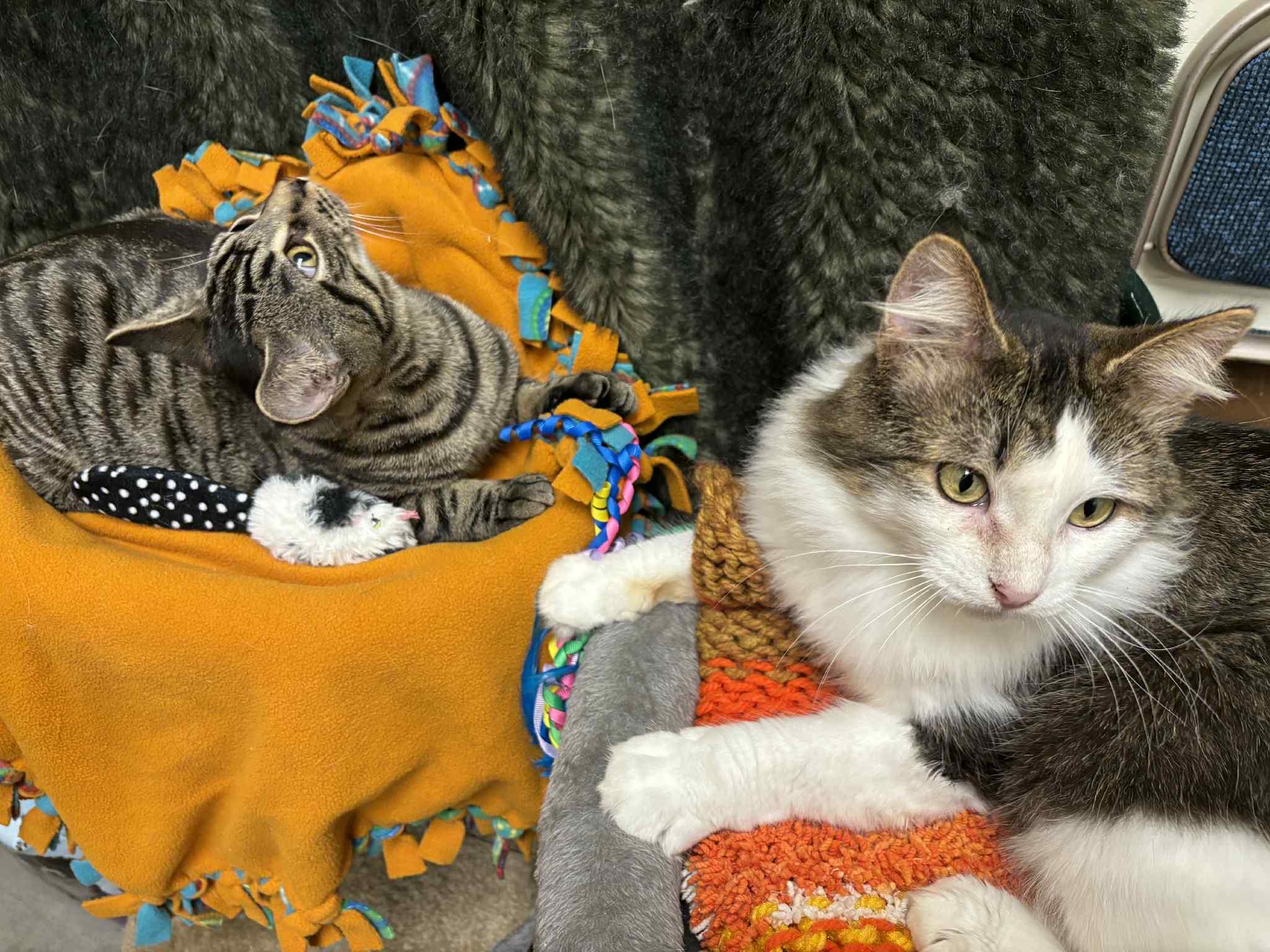 Enlarge Mills and Phillip, a Adoptable Domestic Short Hair in London, ON image 4/6