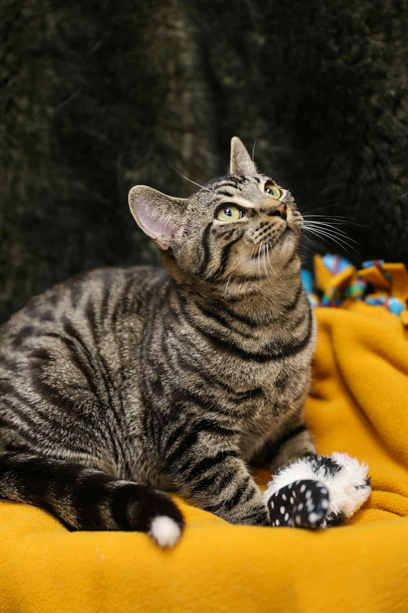 Enlarge Mills and Phillip, a Adoptable Domestic Short Hair in London, ON image 5/6