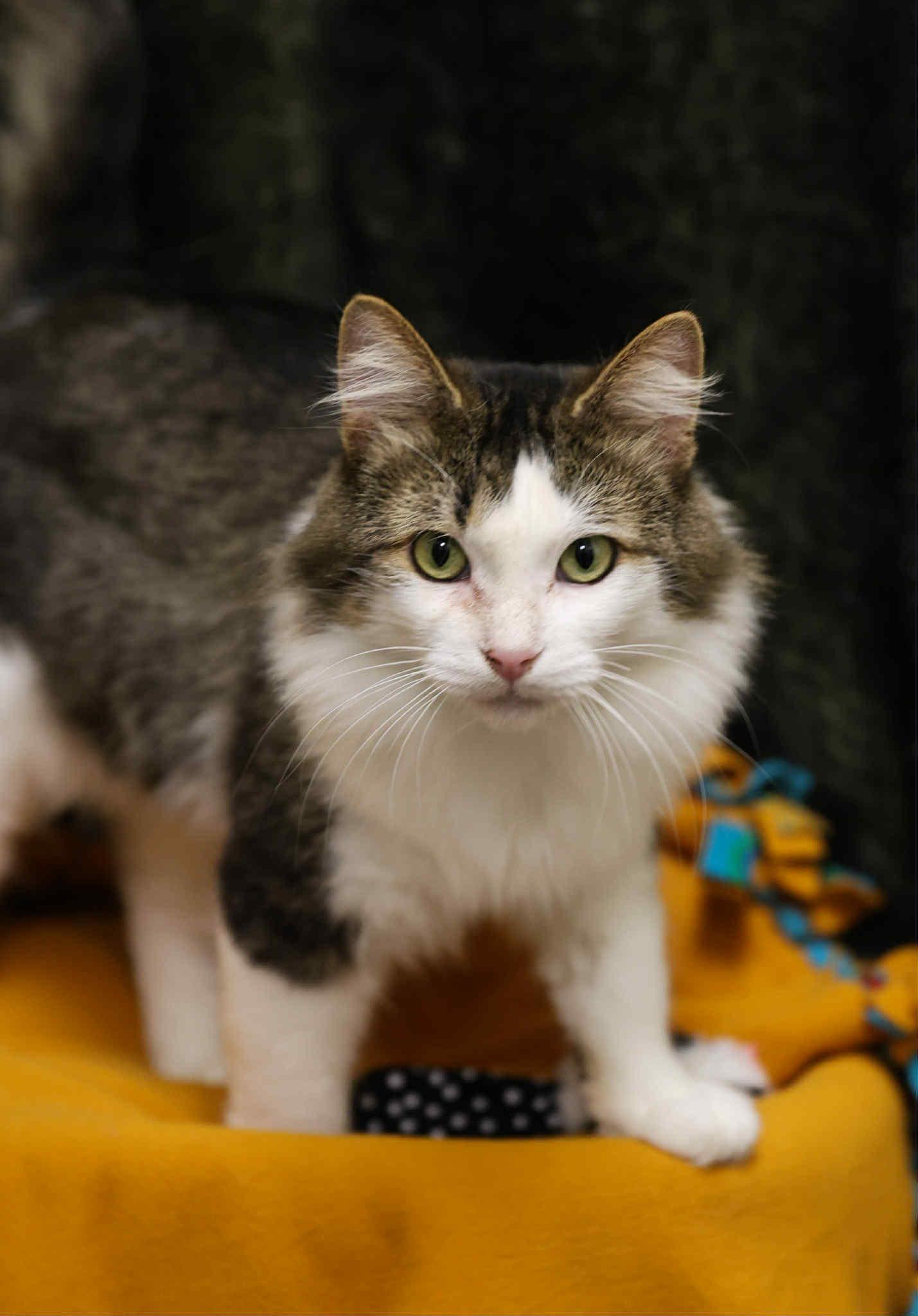 Enlarge Mills and Phillip, a Adoptable Domestic Short Hair in London, ON image 6/6