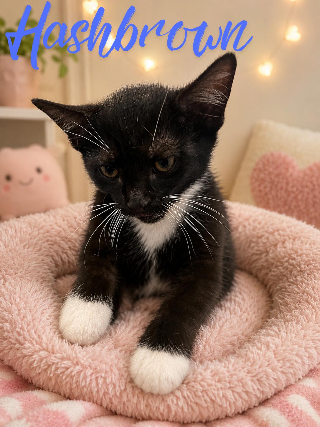 Hashbrown, Adopted, Young Female Domestic Short Hair.