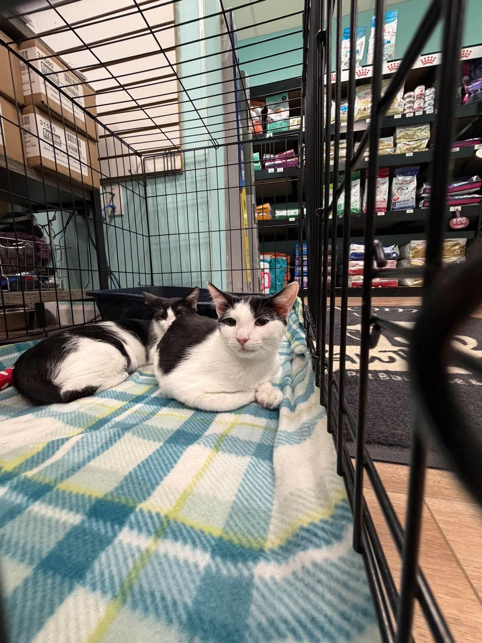 Enlarge Thelma & Bandit (Bonded Pair), a Adoptable mixed breed in Bloomingdale, GA image 5/5