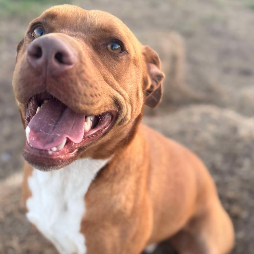 Red, Adoptable, Adult Male American Staffordshire Terrier & Mixed Breed.
