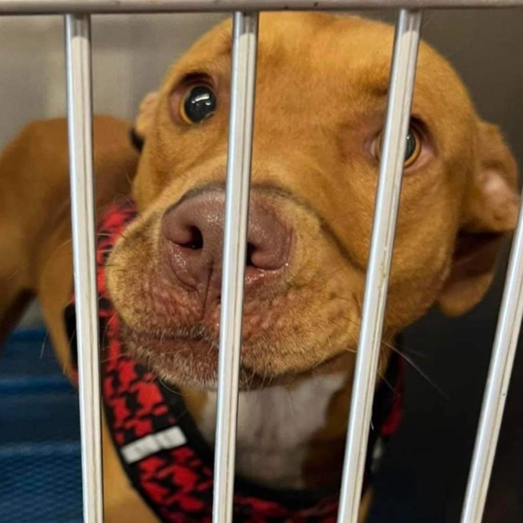 Enlarge Red, a Adoptable mixed breed in Hackett, AR image 2/6