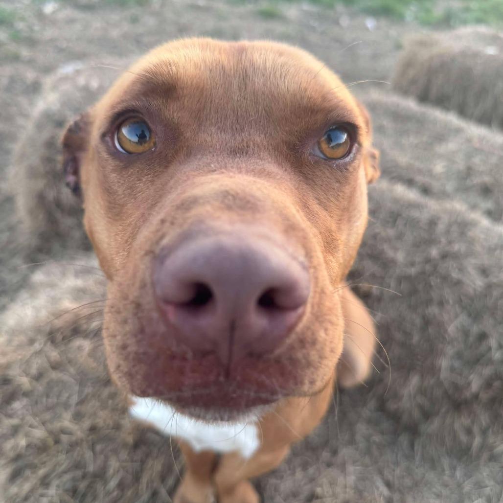 Enlarge Red, a Adoptable mixed breed in Hackett, AR image 3/6