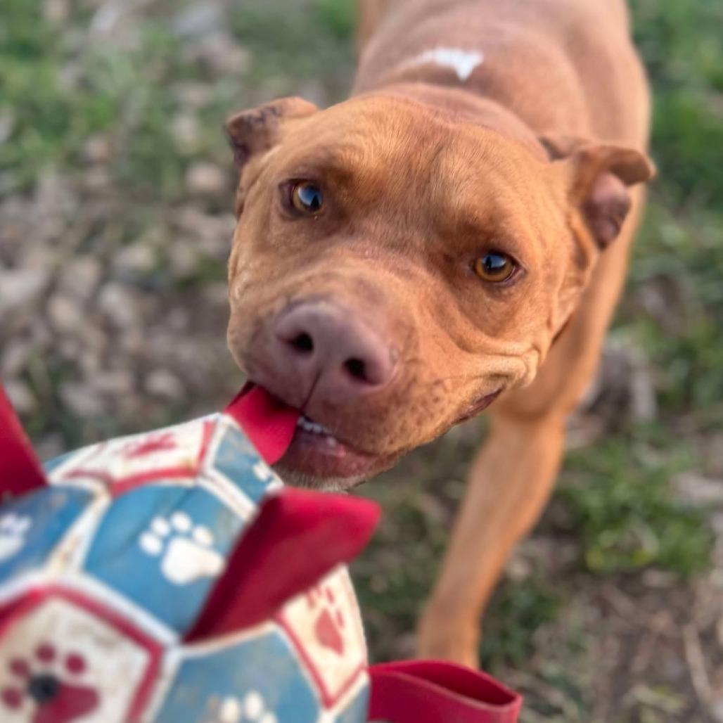 Enlarge Red, a Adoptable mixed breed in Hackett, AR image 4/6