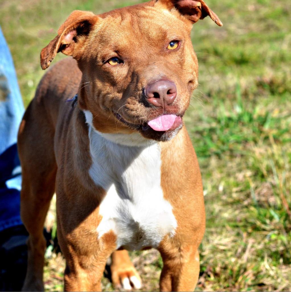 Enlarge Red, a Adoptable mixed breed in Hackett, AR image 5/6
