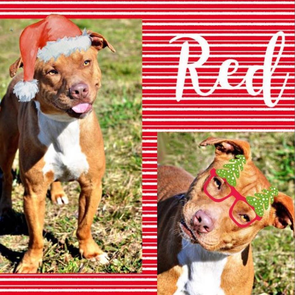 Enlarge Red, a Adoptable mixed breed in Hackett, AR image 6/6
