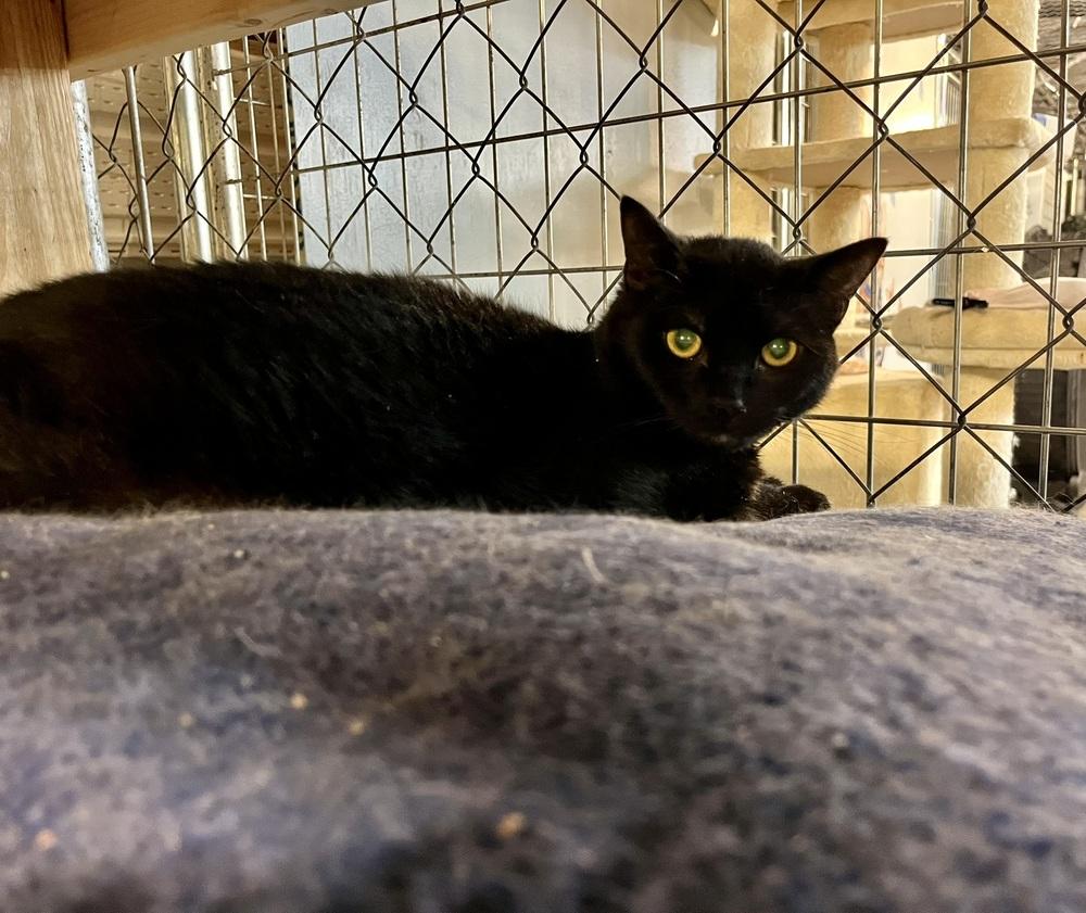 Cali, a Adoptable Domestic Short Hair in Bolton, CT image 1/6